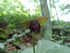 Trillium sulcatum