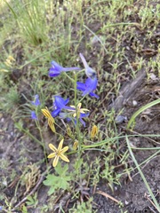 Triteleia ixioides