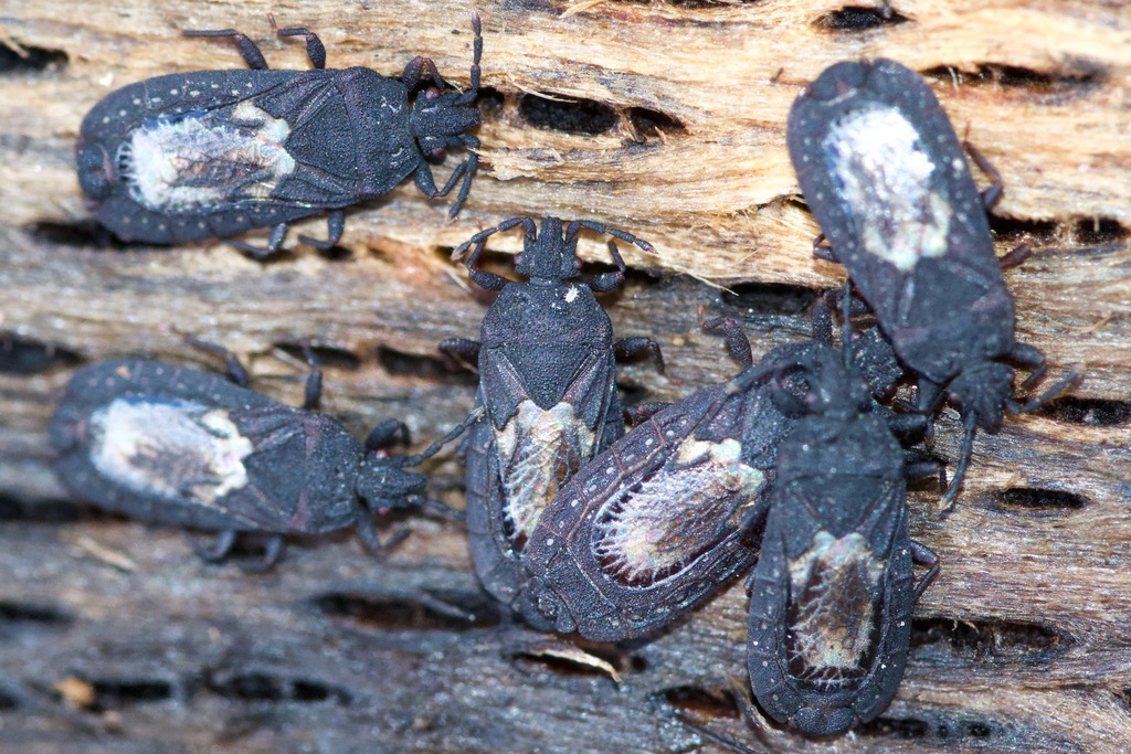Neuroctenus simplex