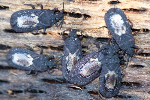 Neuroctenus simplex