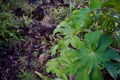 Cecropia obtusifolia