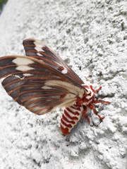 Citheronia splendens