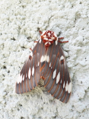 Citheronia splendens