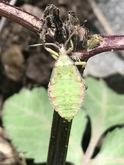 Piezogaster indecorus