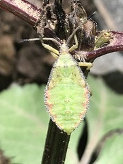 Piezogaster indecorus