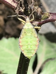 Piezogaster indecorus