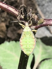 Piezogaster indecorus