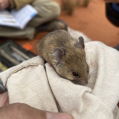 Pseudomys hermannsburgensis