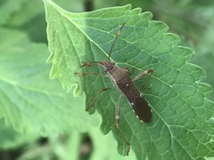 Burtinus notatipennis