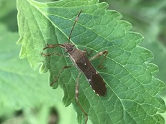 Burtinus notatipennis