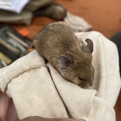 Pseudomys hermannsburgensis