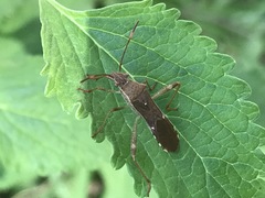 Burtinus notatipennis