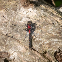Leucorrhinia glacialis
