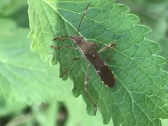 Burtinus notatipennis