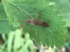 Burtinus notatipennis