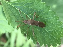 Burtinus notatipennis