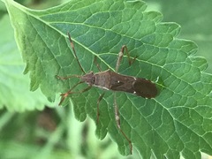 Burtinus notatipennis