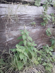 Teucrium vesicarium