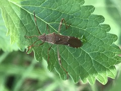 Burtinus notatipennis