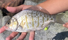 Amphistichus argenteus