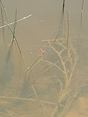Sympetrum illotum
