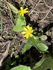 Ranunculus alismifolius alismifolius