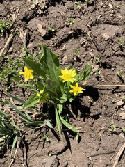 Ranunculus alismifolius alismifolius