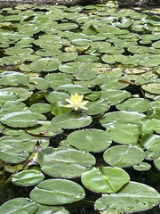 Nymphaea pulchella