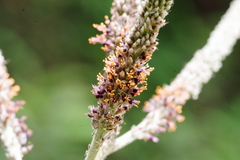 Amorpha paniculata