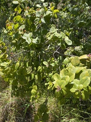 Santalum paniculatum