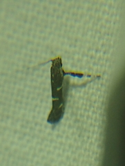 Caloptilia triadicae