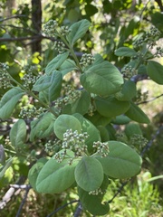 Santalum paniculatum