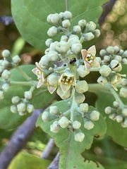 Santalum paniculatum