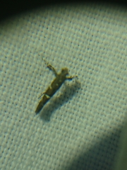 Caloptilia triadicae