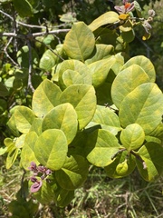 Santalum paniculatum