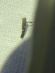 Caloptilia triadicae