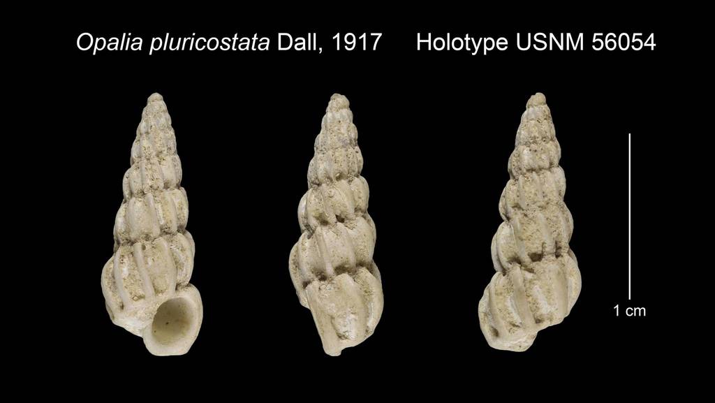 Opalia montereyensis