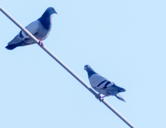 Columba livia domestica