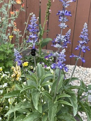 Xylocopa tabaniformis androleuca