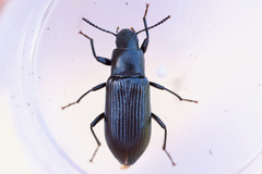 Xylopinus saperdoides