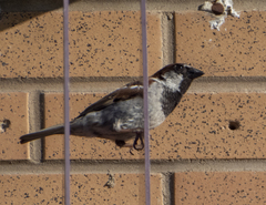 Passer domesticus