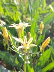 Triteleia ixioides
