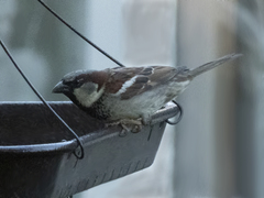Passer domesticus