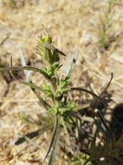 Centromadia fitchii
