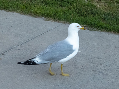Larus delawarensis