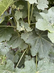 Alcea rugosa