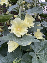 Alcea rugosa