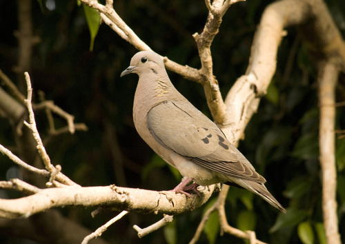 Eared Dove, photo 6 of 8