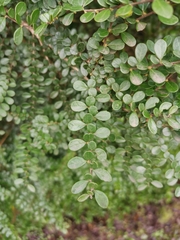 Azara microphylla