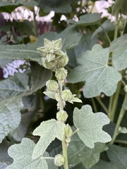 Alcea rugosa